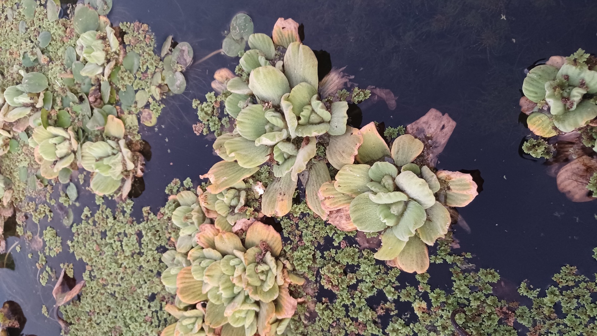 Formosa Canoa