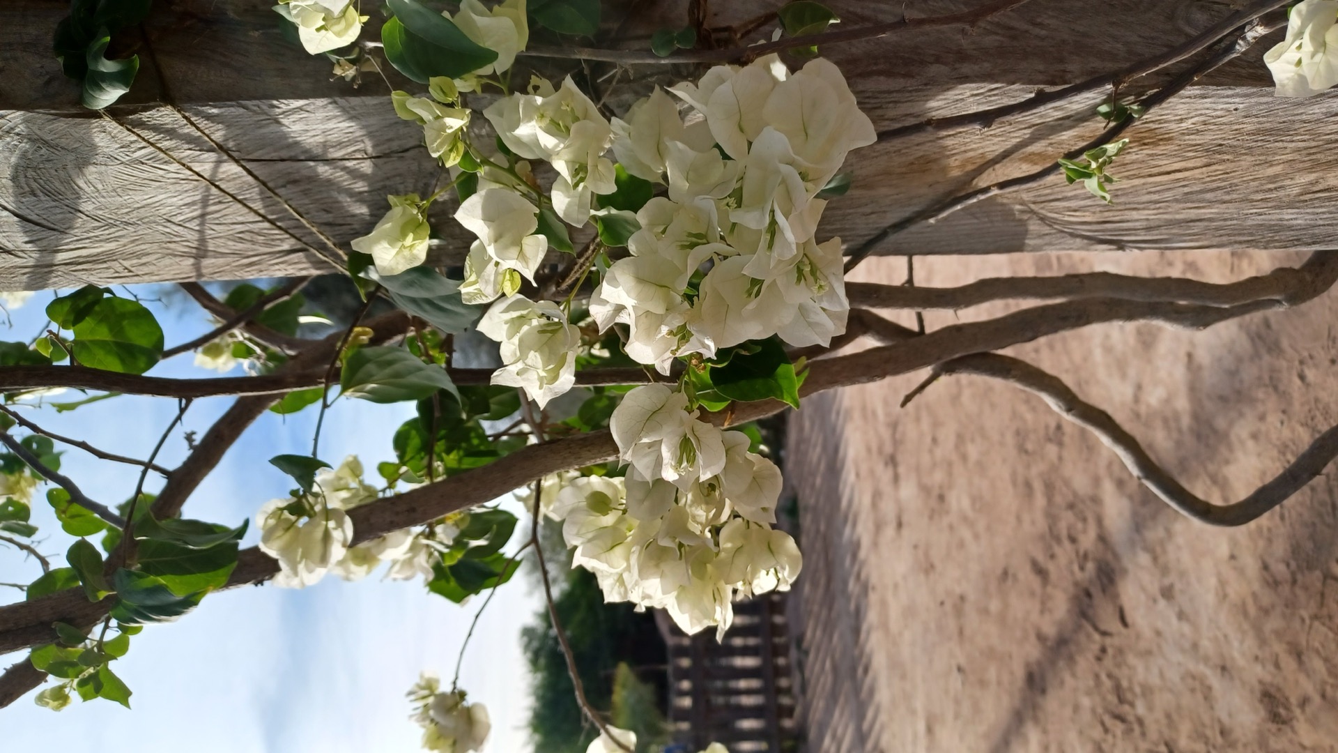 Naturaleza